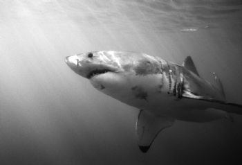 Great White shark, Ganbaai, South Africa. One of my favor... by Ivo Kocherscheidt 